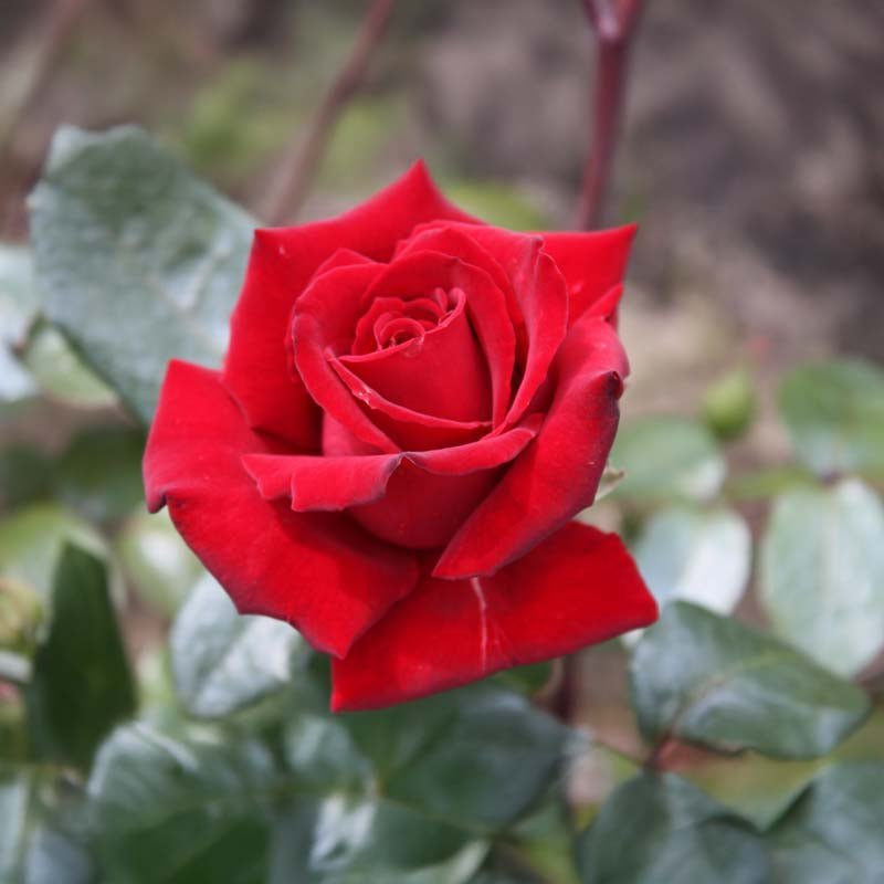 Roos 'Mister Lincoln'