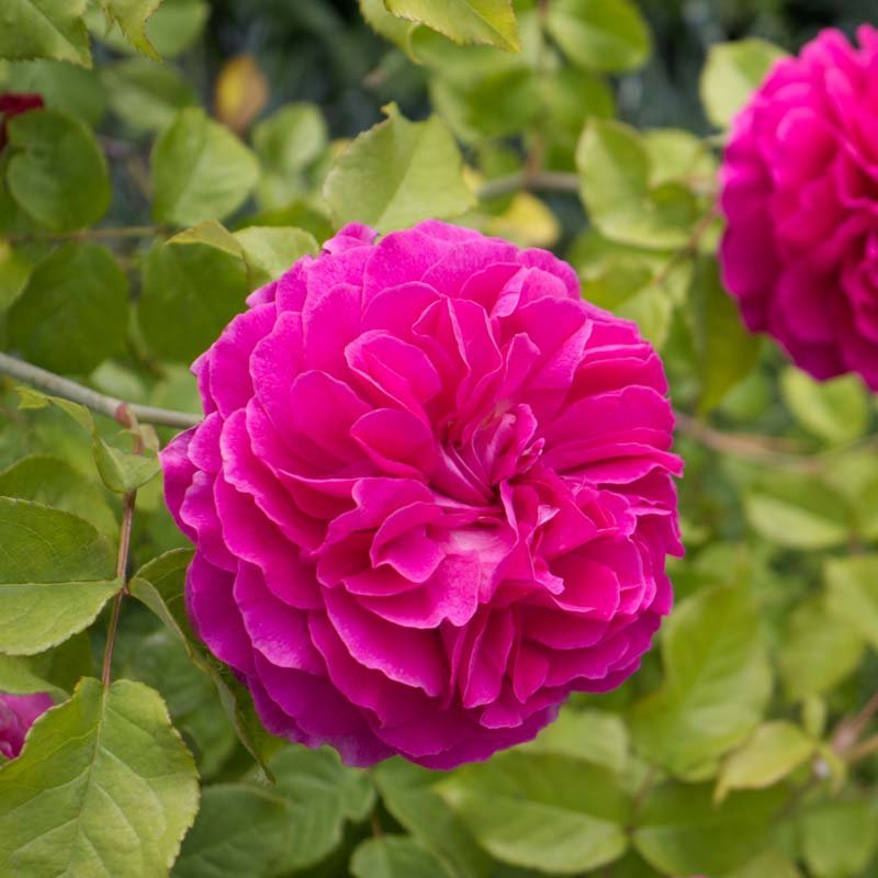 Roos 'Roos de Rescht'