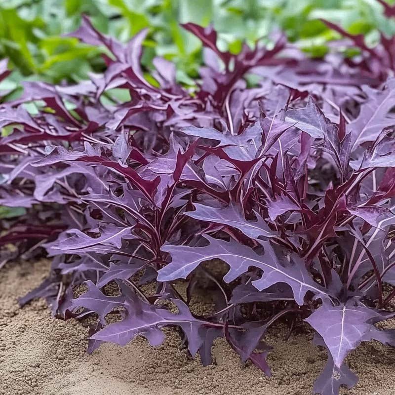 Sarepta mosterdzaden 'Rouge metis' - 180 biologische zaden