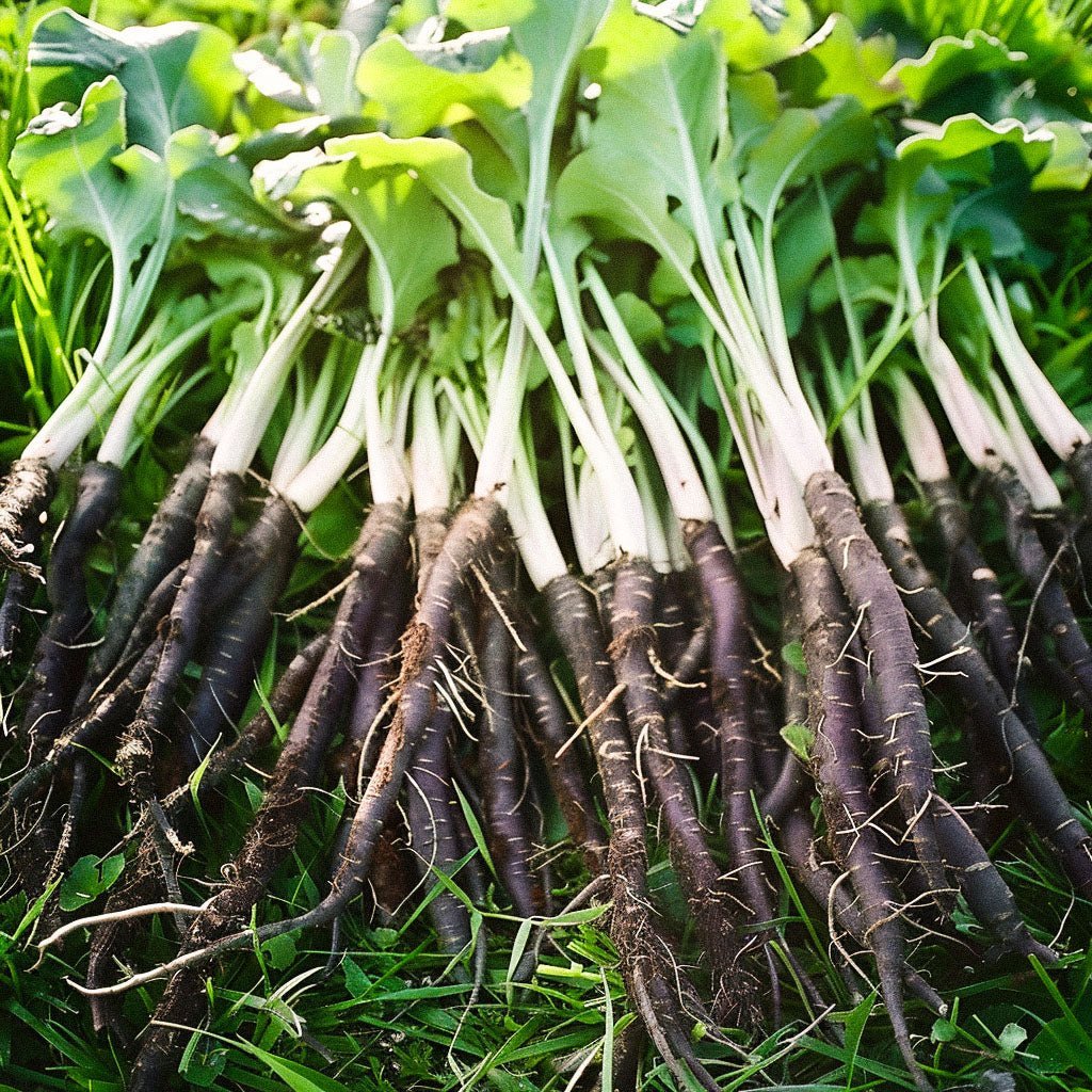 Schorzonerwortel zaden 'VRN - Enorma' - 50 biologische zaden