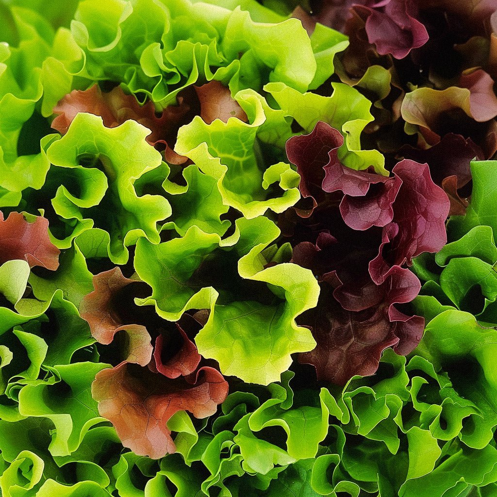 Slazaad 'Mesclun' - 140 biologische zaden