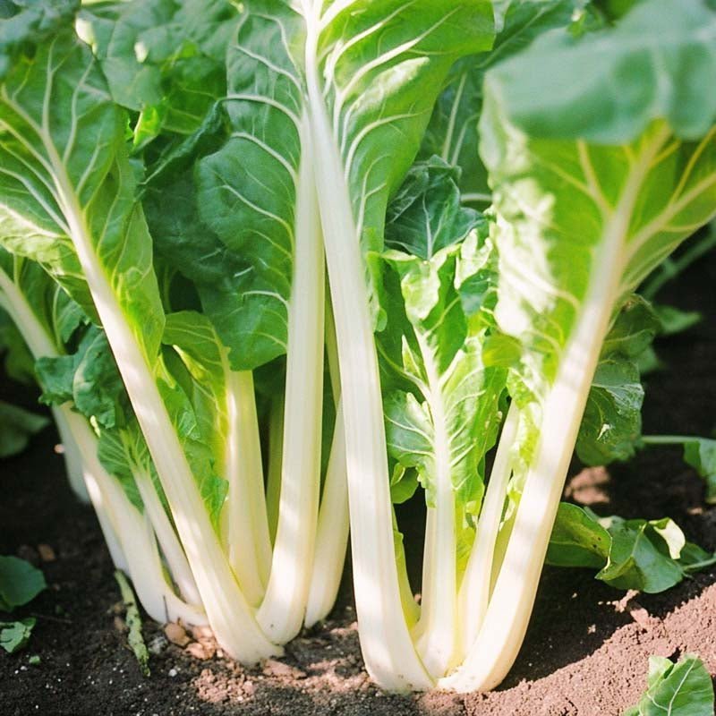 Snijbiet zaden 'White Silver 3' - 50 biologische zaden