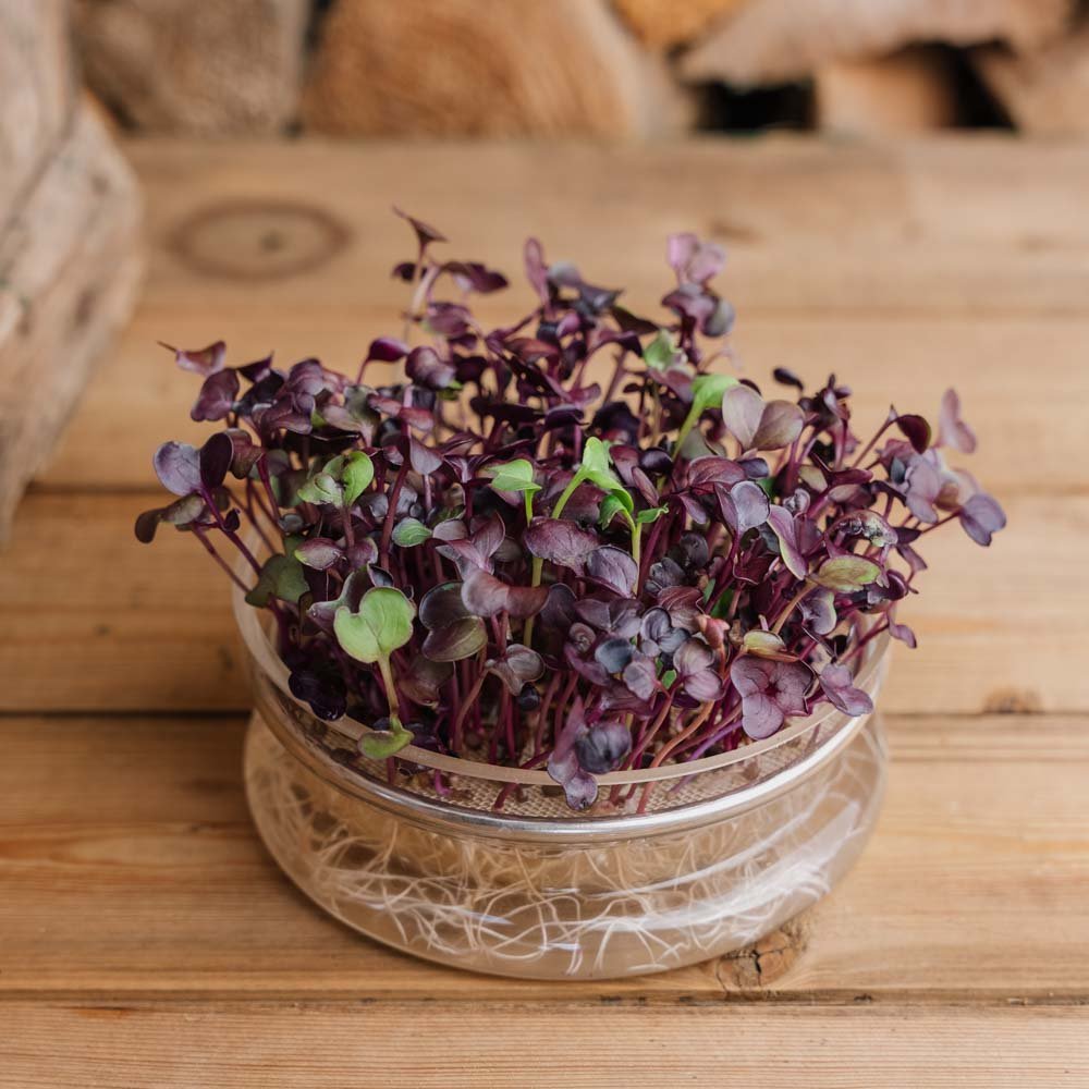 Sorteer radijs microgroente zaden - 1100 Biologische Zaden