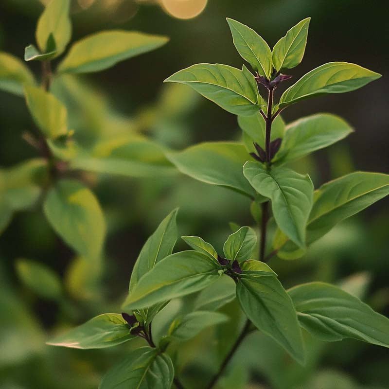 Thaise basilicum zaden - 50 biologische zaden