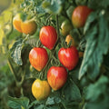 Tomatenzaden 'Marmorossa' - 10 biologische zaden
