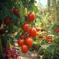 Tomatenzaden 'San Marzano' - 10 biologische zaden