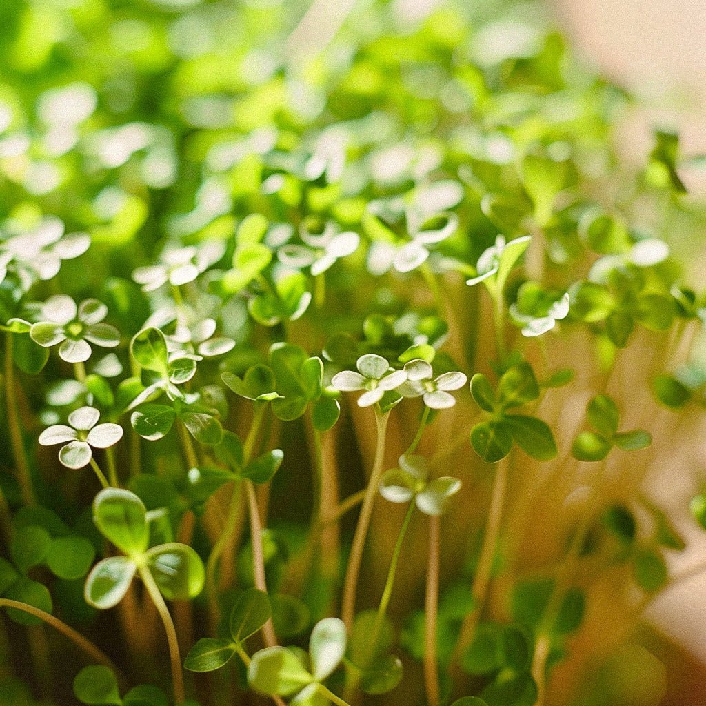 Tuinkers zaden 'Cressida' - 150 biologische zaden