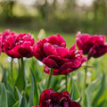 Tulp 'Alison Bradley'