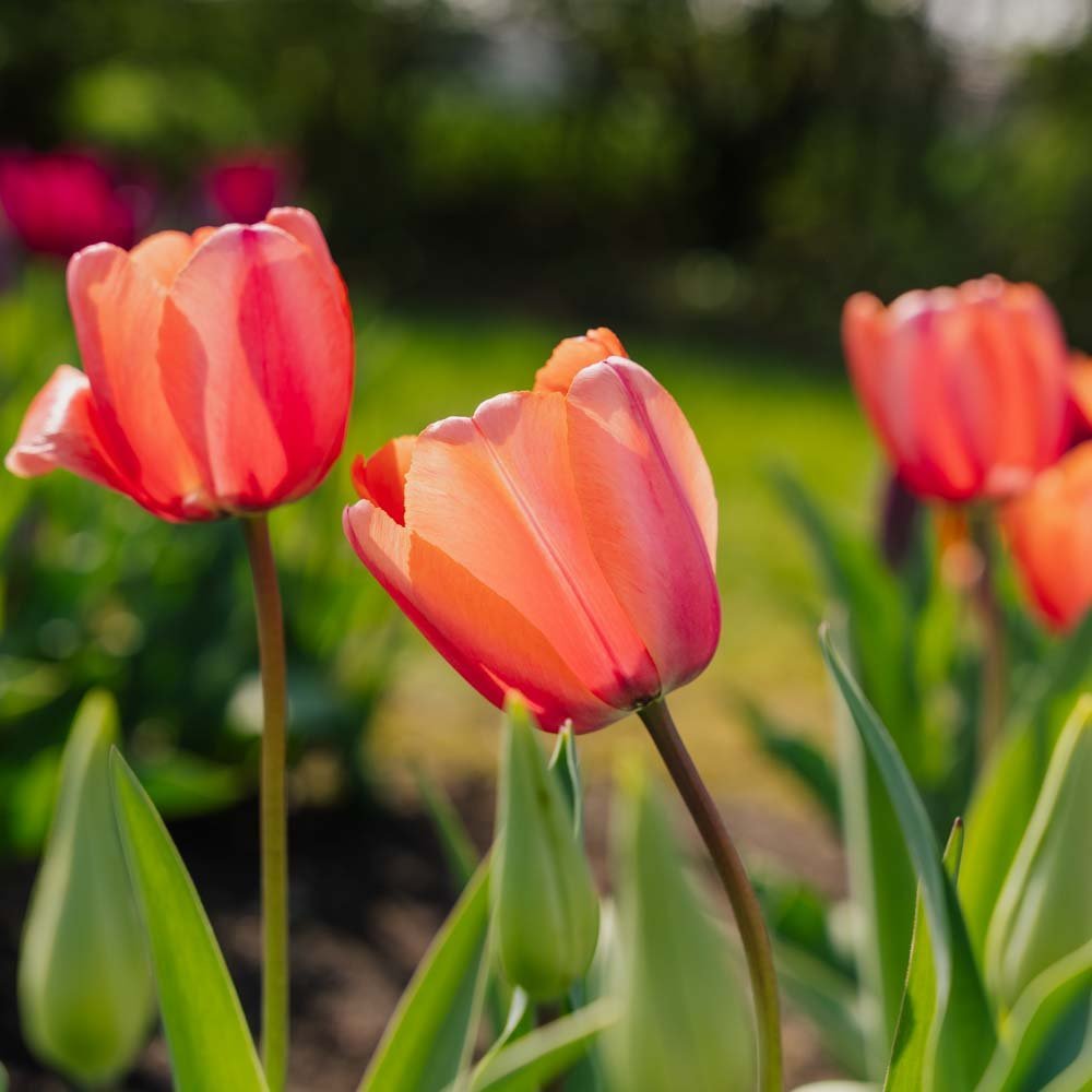 Tulp 'Apricot Impression'