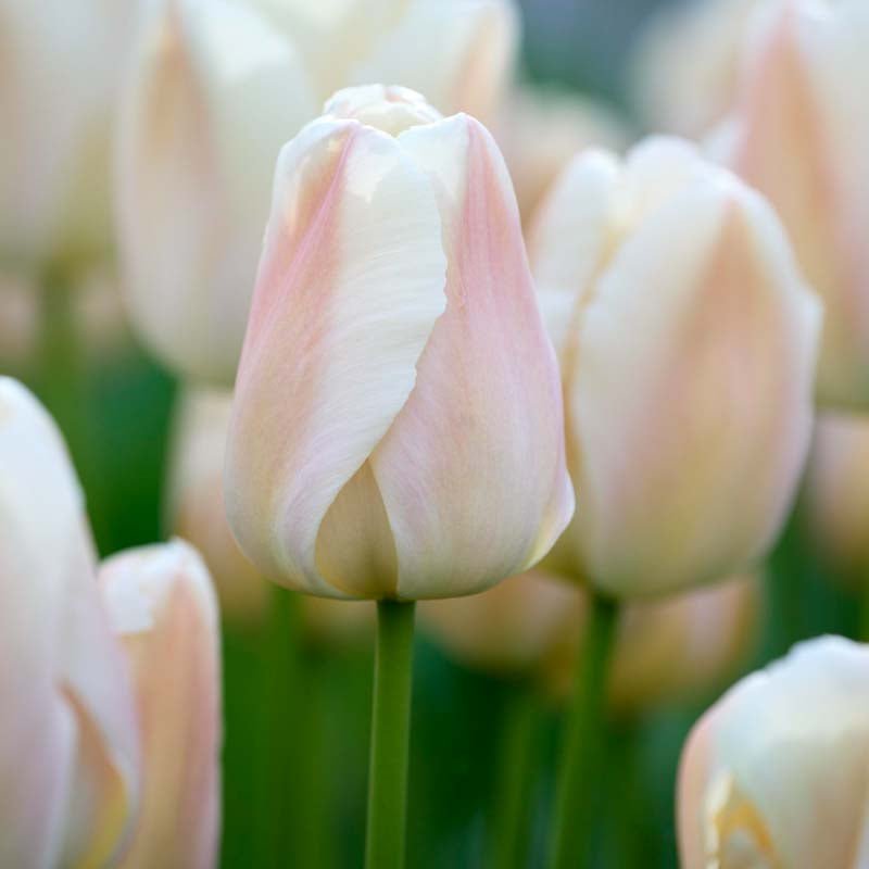 Tulp 'Apricot Pride'