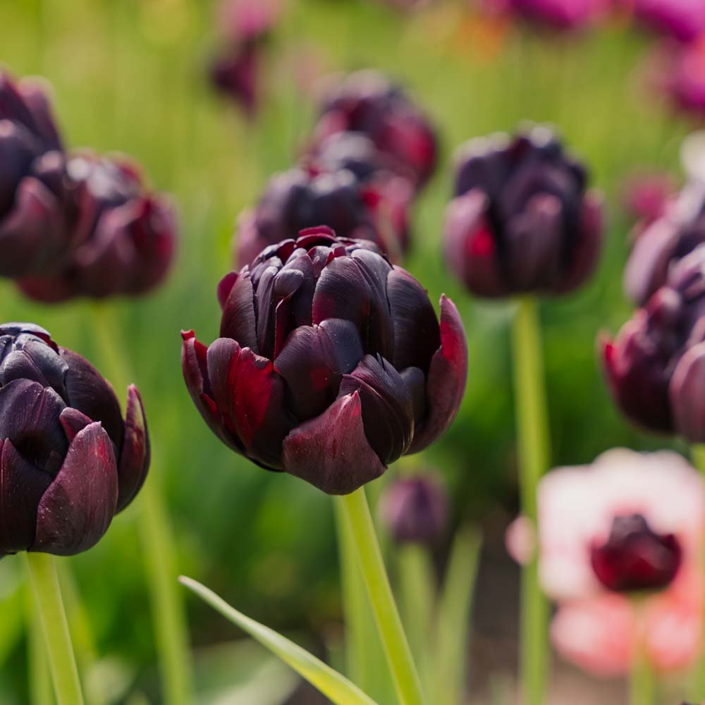 Tulp 'Black Hero'