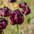 Tulp 'Black Hero'