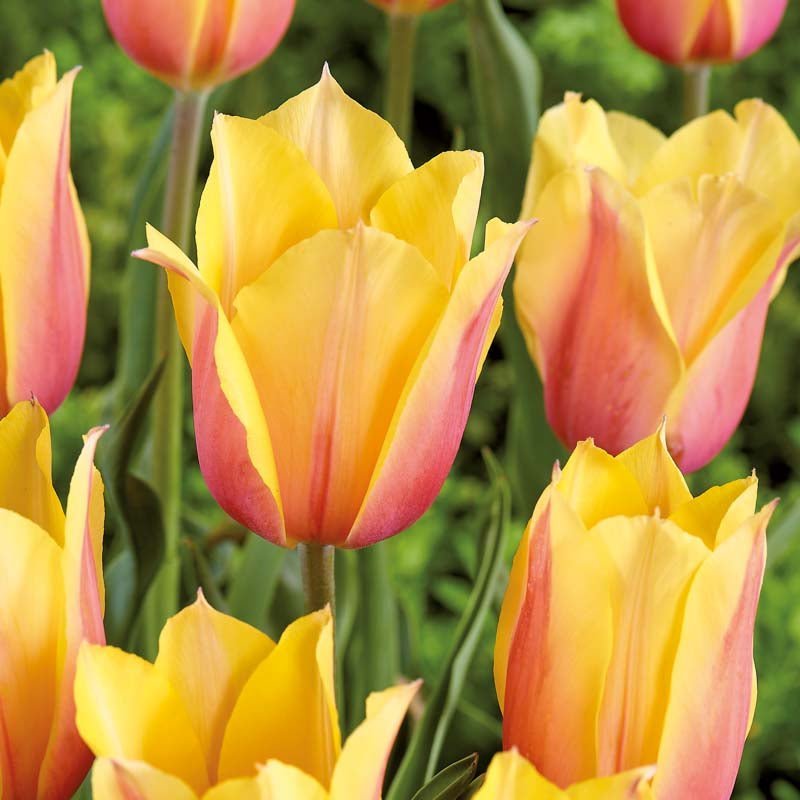 Tulp 'Blushing Lady'