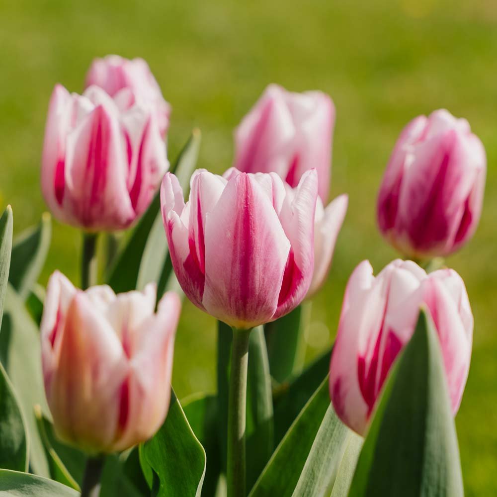 Tulp 'Bojangles'