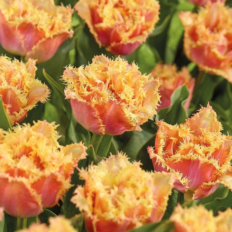 Tulp 'Brisbane'