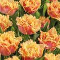Tulp 'Brisbane'