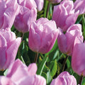 Tulp 'Candy Prince'