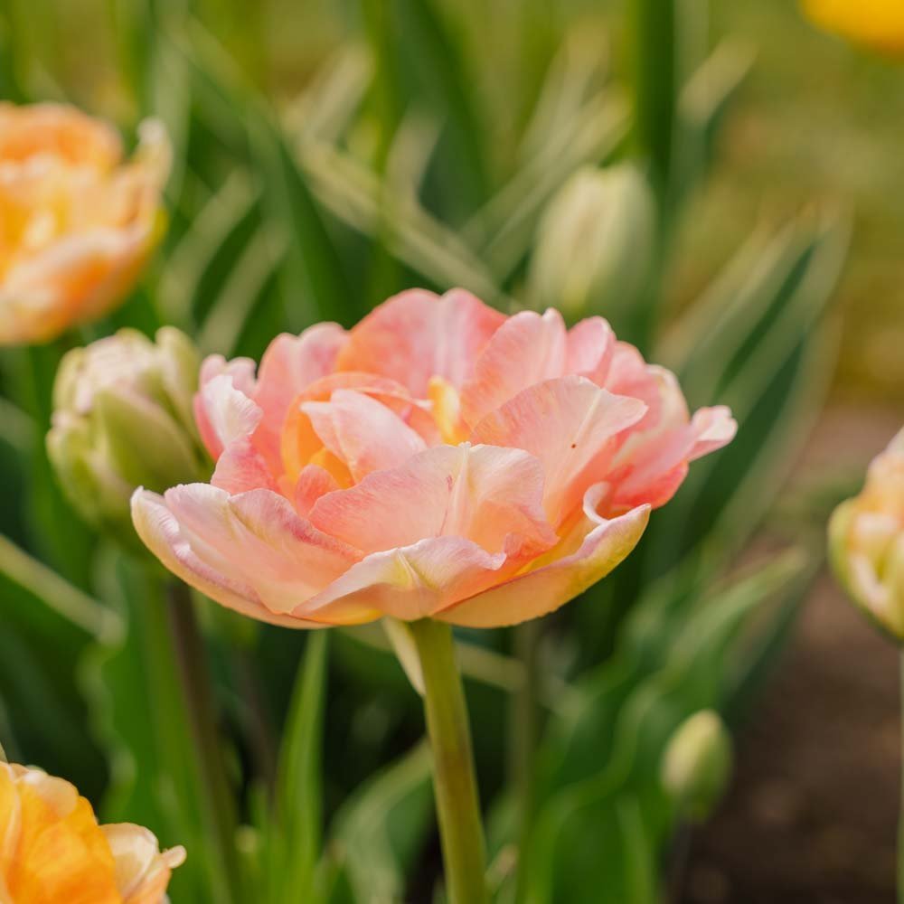 Tulp 'Charming Lady'