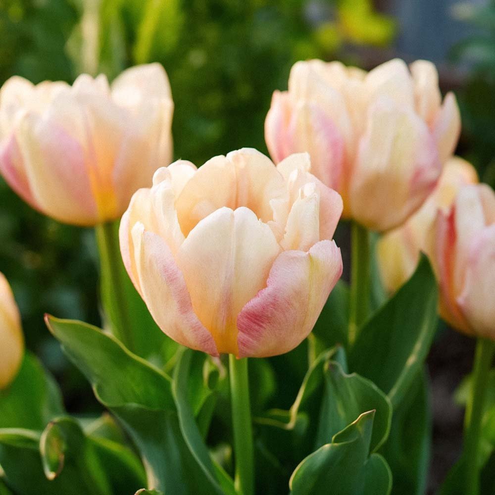 Tulp 'Creme Upstar'