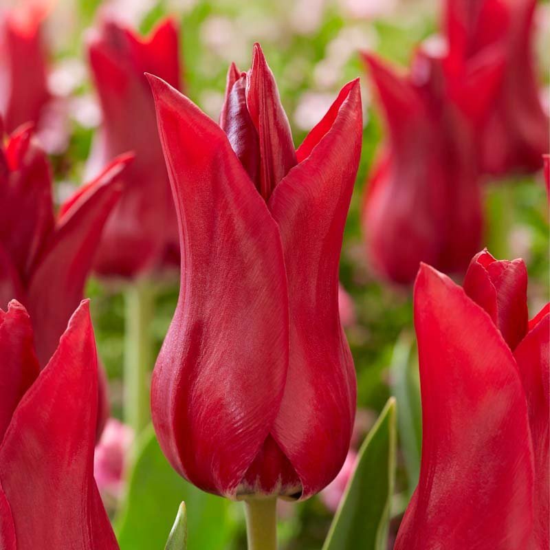 Tulp 'Elegant Madame'