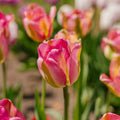 Tulp 'Groenland'