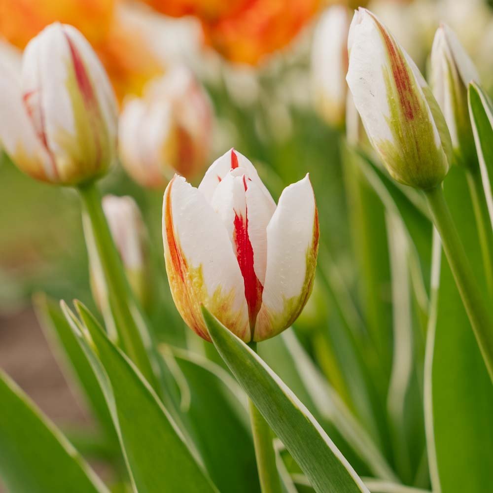 Tulp 'Happy Generation'
