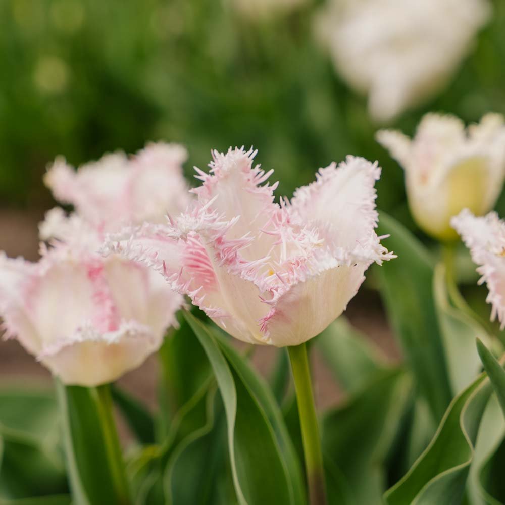 Tulp 'Huis Ten Bosch'