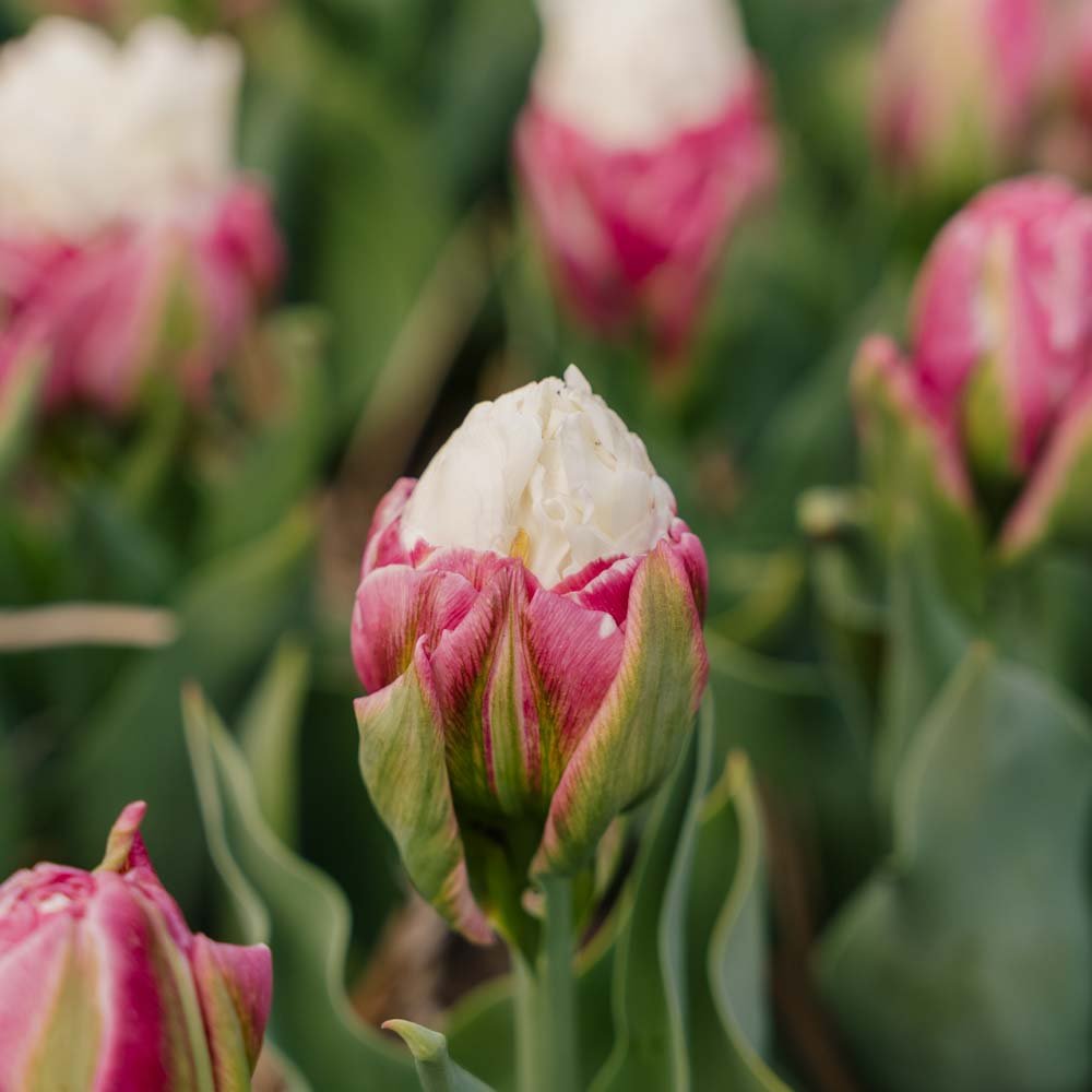 Tulp 'Ice Cream'