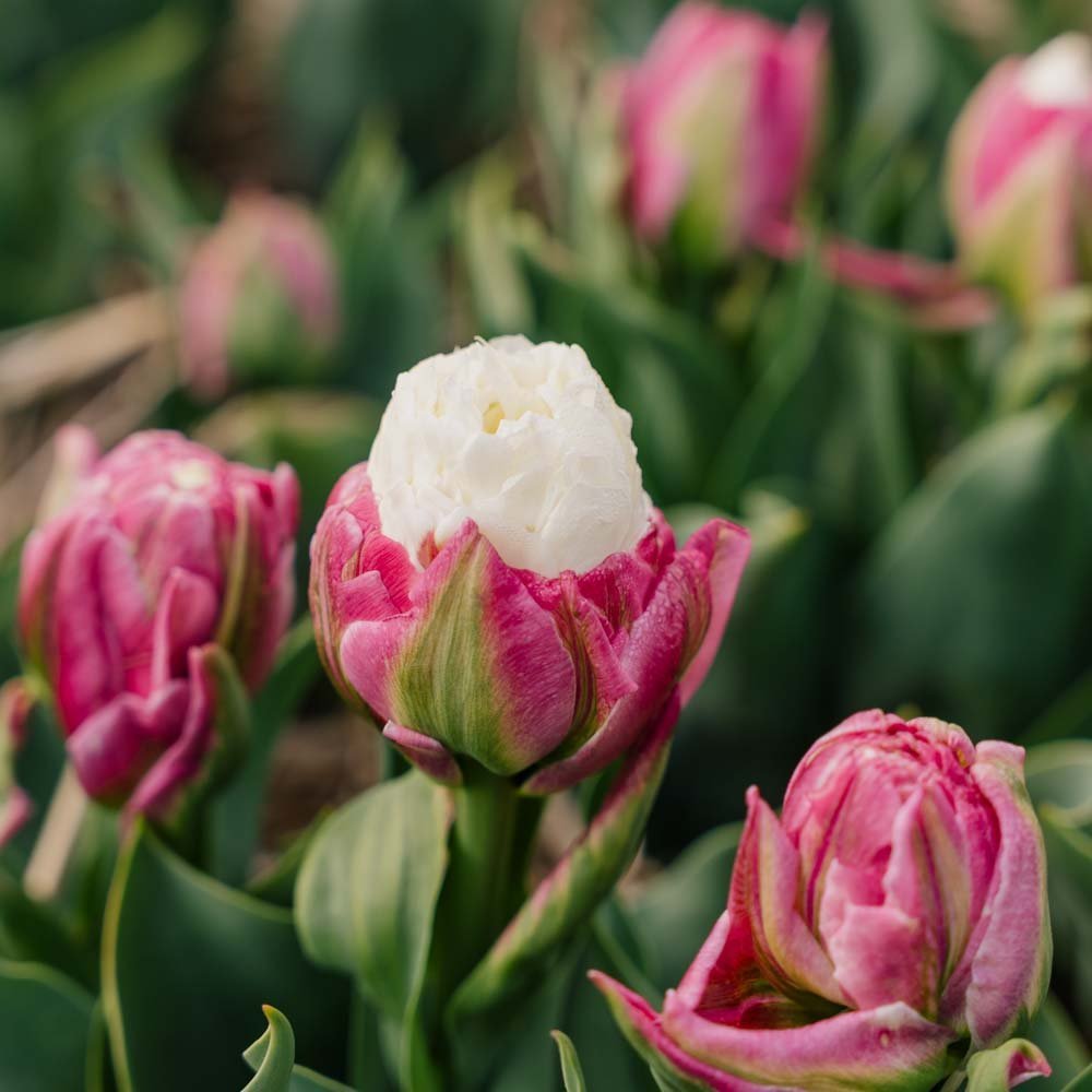 Tulp 'Ice Cream'