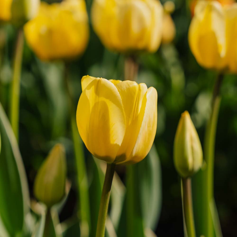 Tulp 'Jaap Groot'