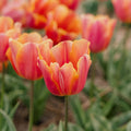 Tulp 'Jimmy'