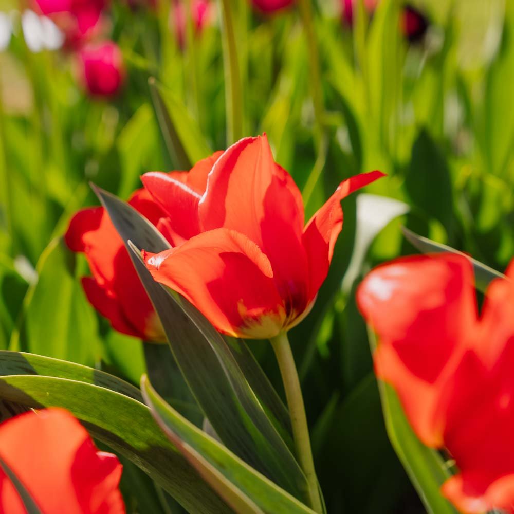 Tulp 'Julius Caesar'