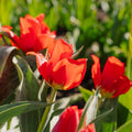 Tulp 'Julius Caesar'