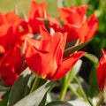 Tulp 'Julius Caesar'
