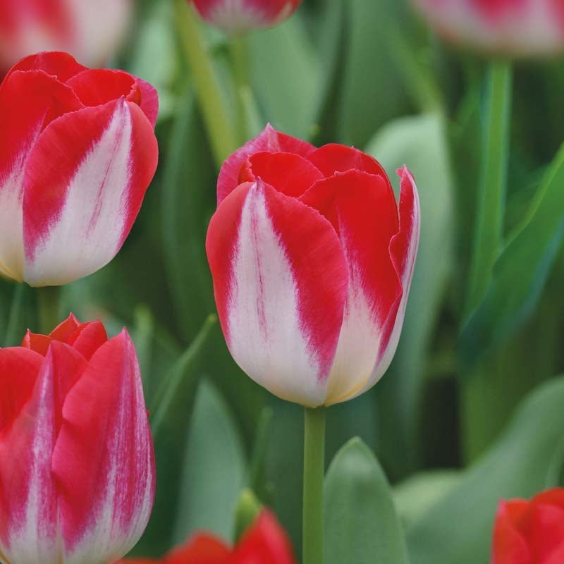 Tulp 'Kissable'
