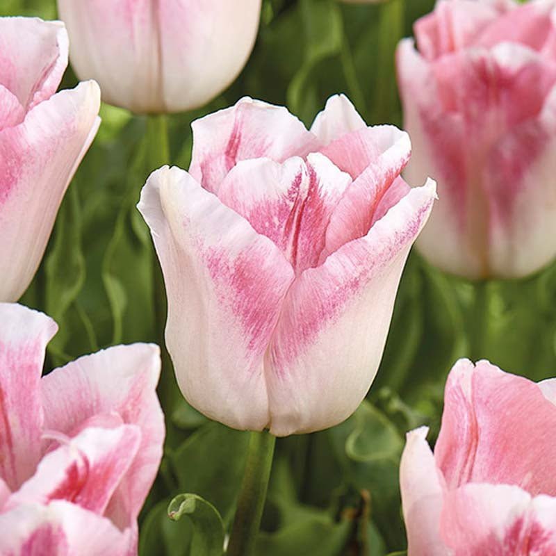 Tulp 'Kyoko Takahashi'