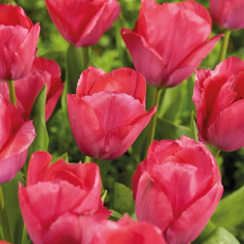 Tulp 'Lady van Eijk'