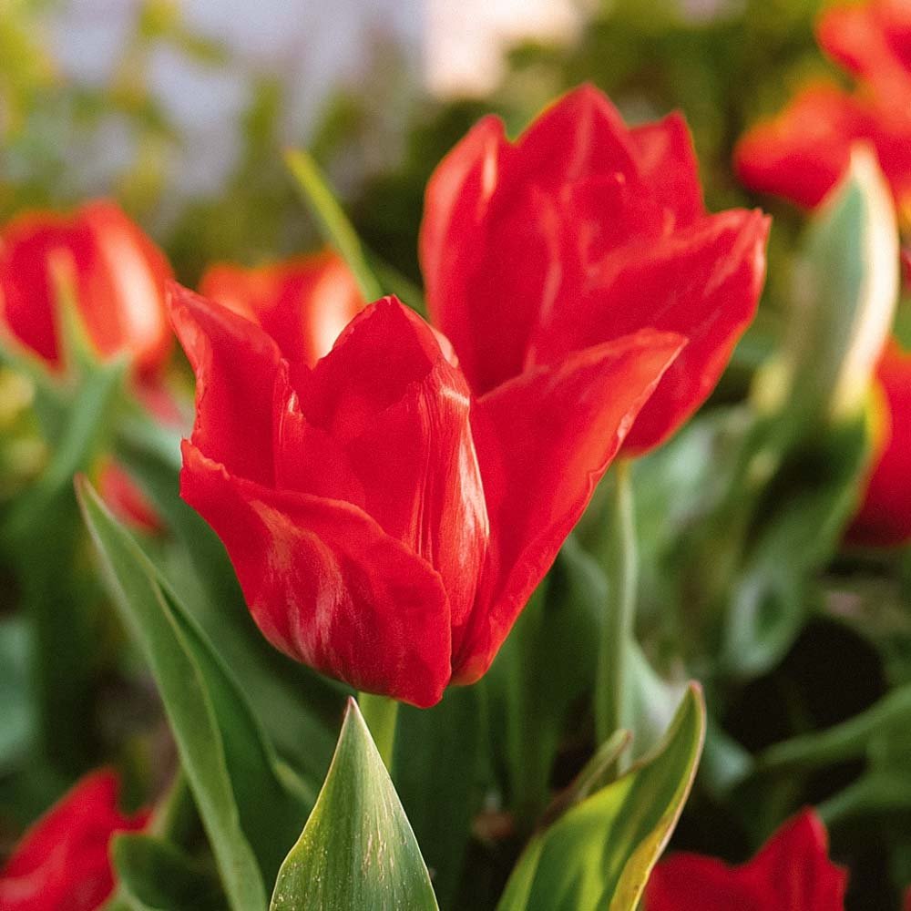 Tulp 'Mira Mare'