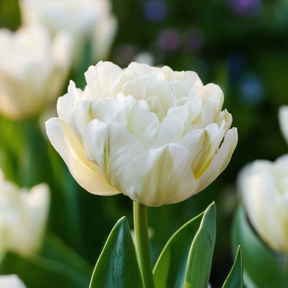 Tulp 'Mount Tacoma'