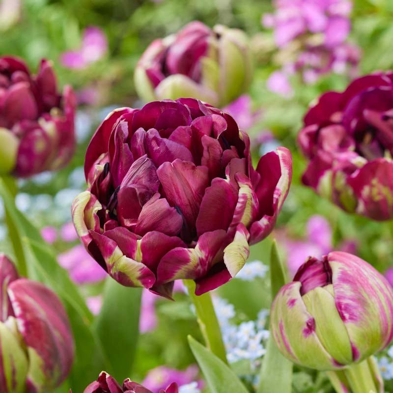 Tulp 'Mystery Dream'