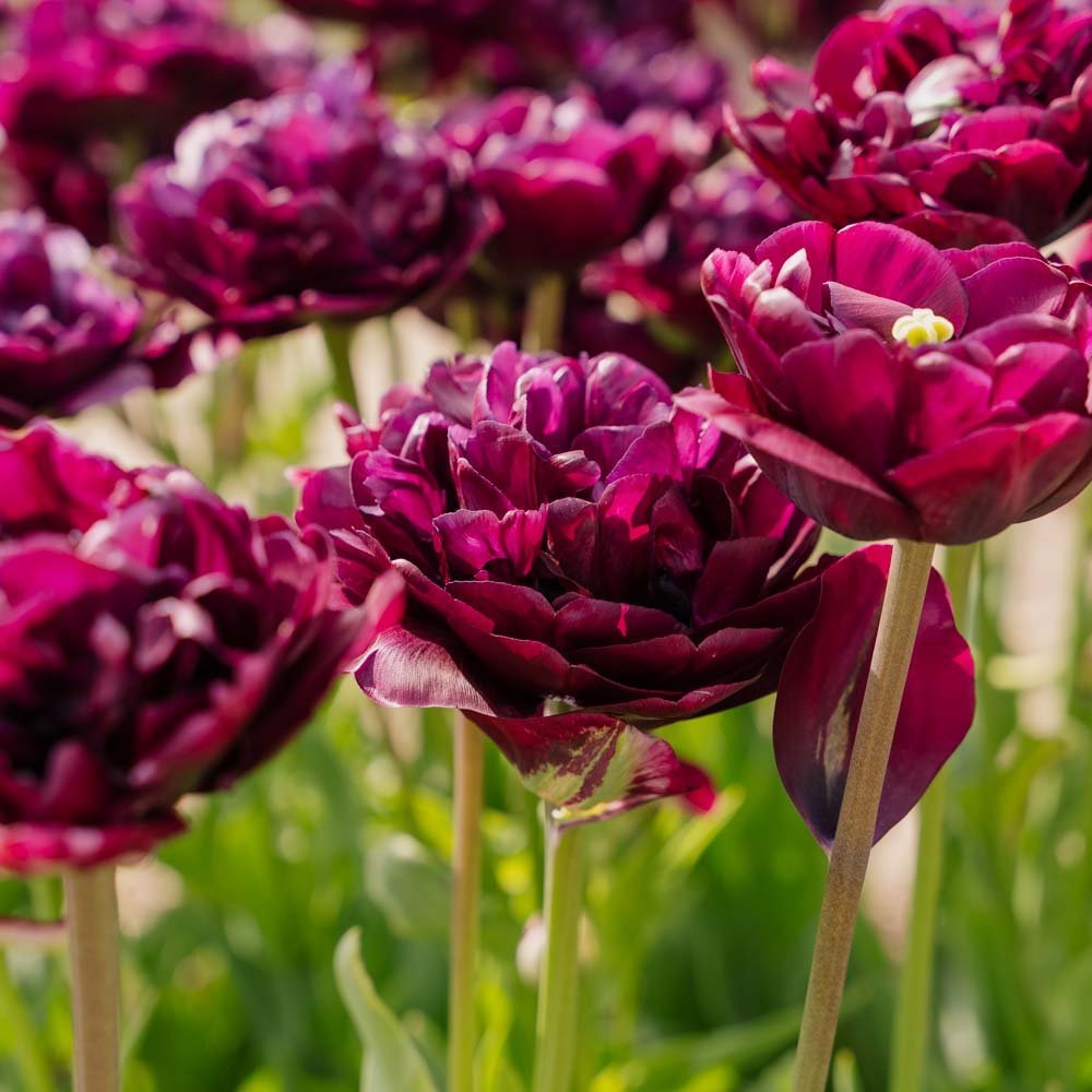 Tulp 'Mystery Dream'