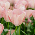 Tulp 'Mystic van Eijk'