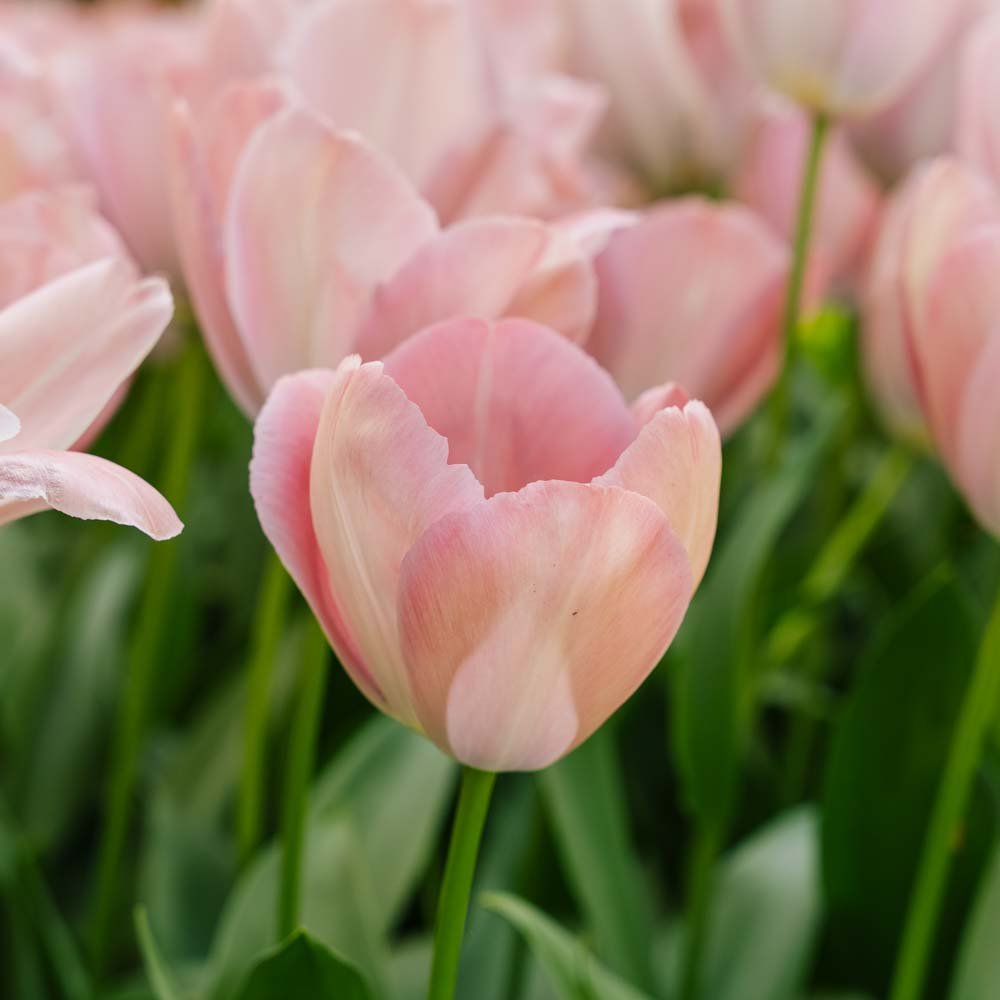 Tulp 'Mystic van Eijk'