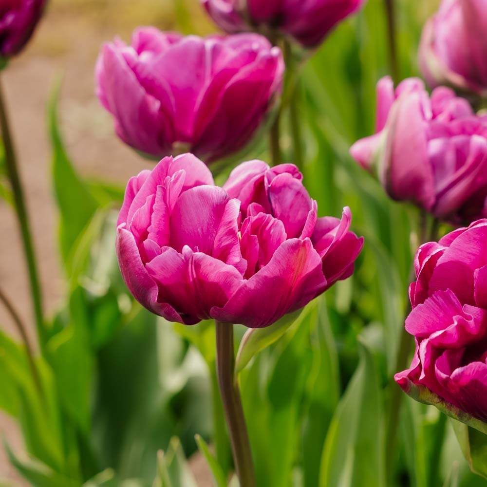 Tulp 'Negrita Double'