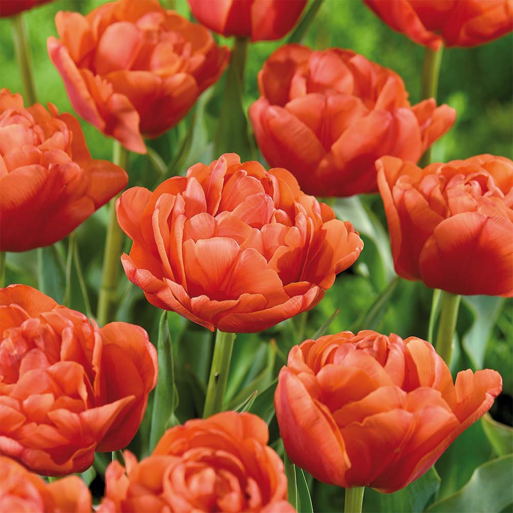 Tulp 'Orange Flavor'