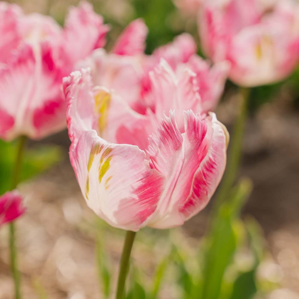 Tulp 'Parrot Pink Vision'