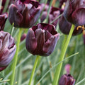 Tulp 'Paul Scherer'