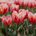 Tulp 'Pretty Princess'