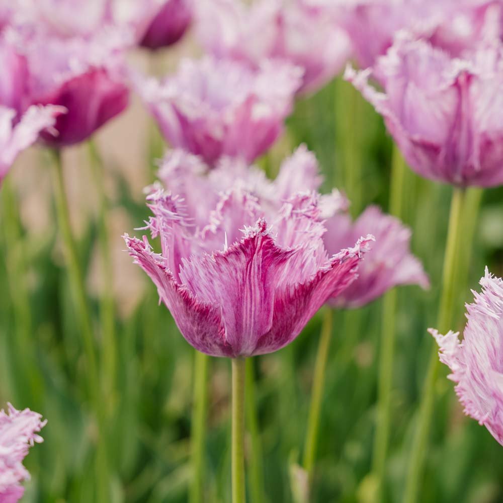Tulp 'Purple Circus'