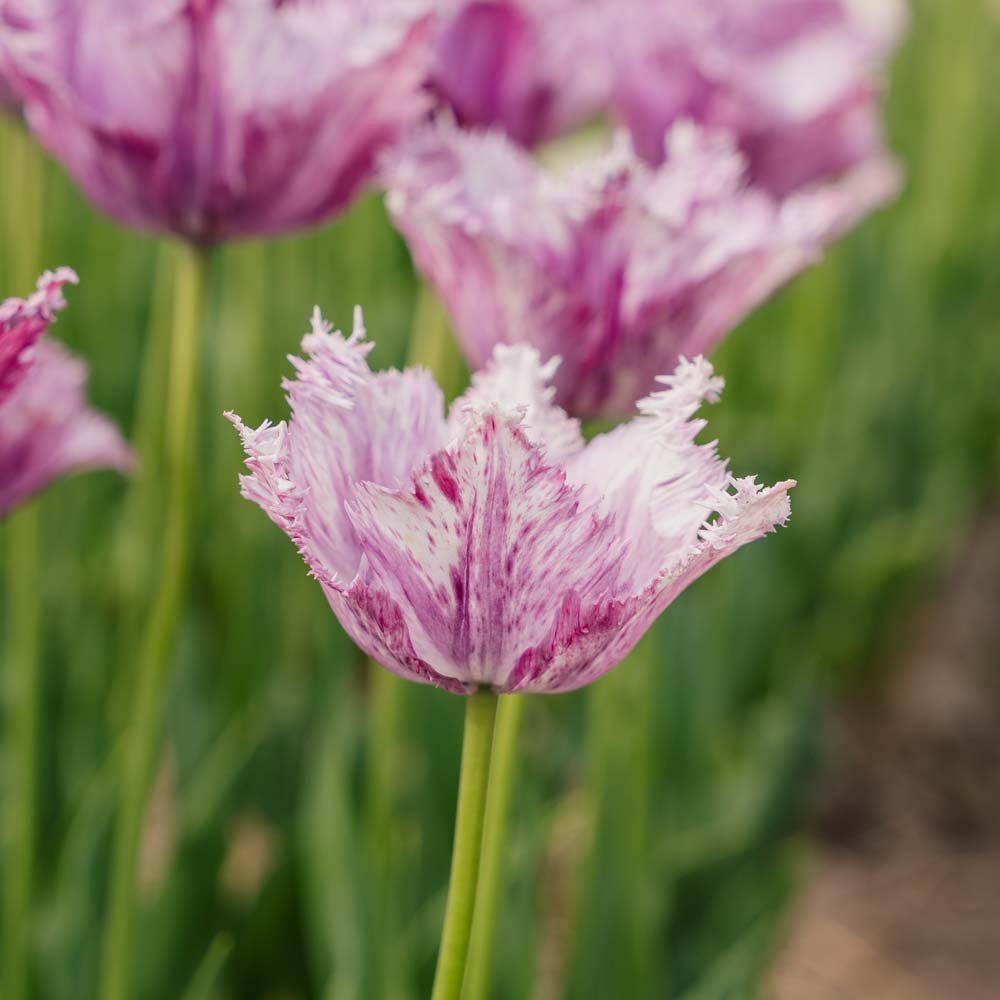 Tulp 'Purple Circus'